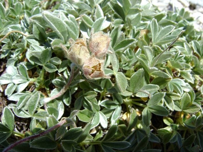Potentilla apennina